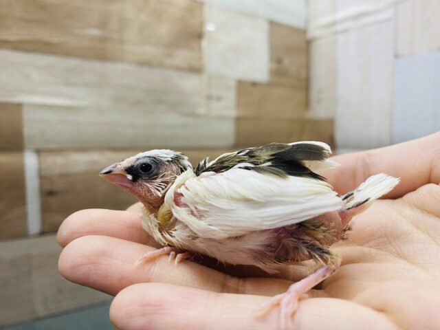 十姉妹（ジュウシマツ）