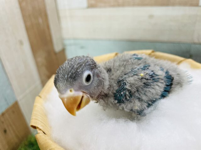 ブルーボタンインコ
