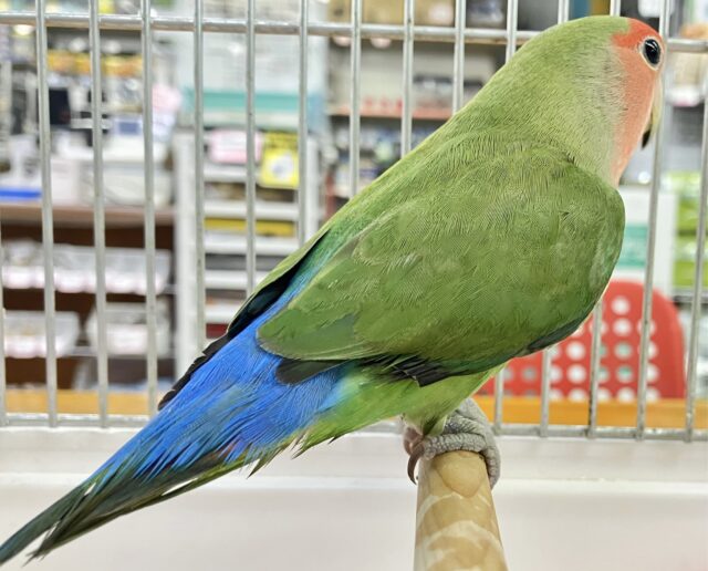 コザクラインコ（小桜インコ）