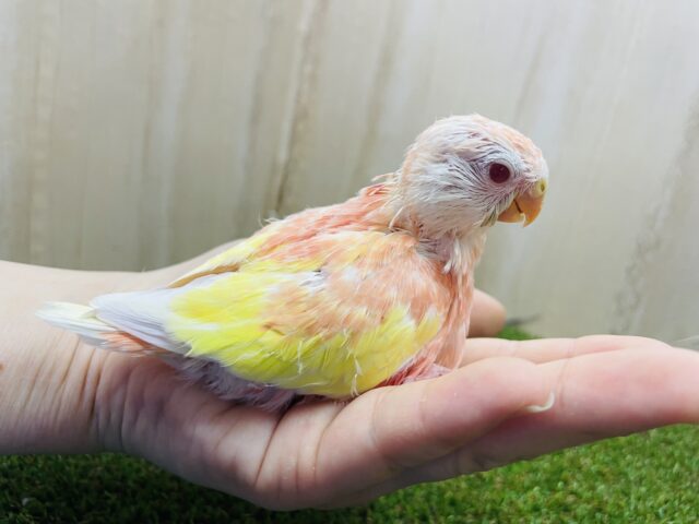 アキクサインコ（秋草インコ）