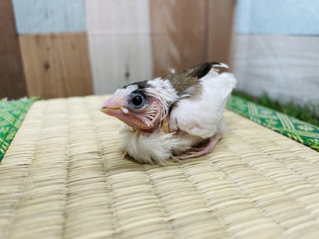 十姉妹（ジュウシマツ）