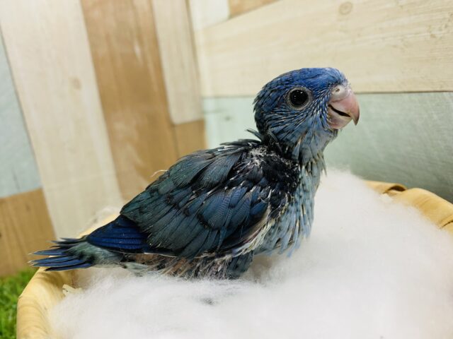 深みのあるブルーが素敵☆サザナミインココバルト サザナミインコ
