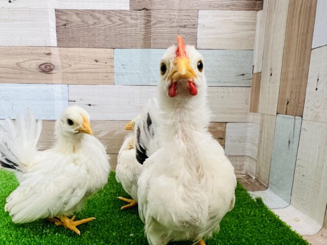 桂チャボ（カツラチャボ）