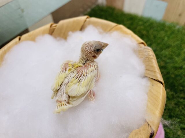 最新画像有り!サンサン☀️イエローの可愛いコ!!コキンチョウのイエロー! コキンチョウ