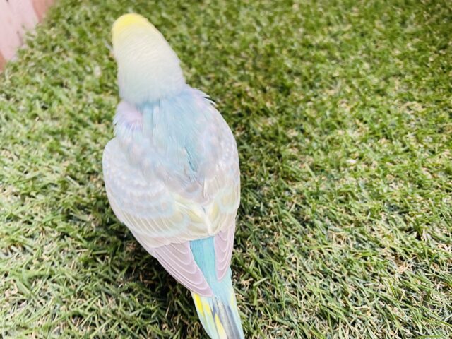 セキセイインコ