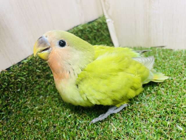 コザクラインコ（小桜インコ）