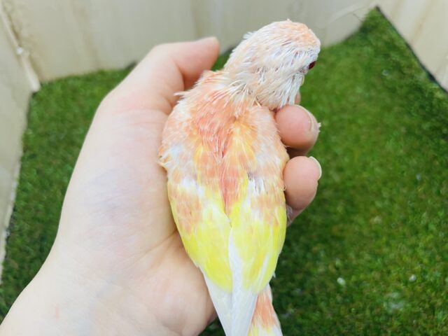 アキクサインコ（秋草インコ）