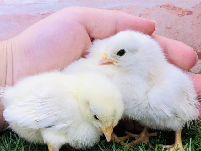 桂チャボ（カツラチャボ）