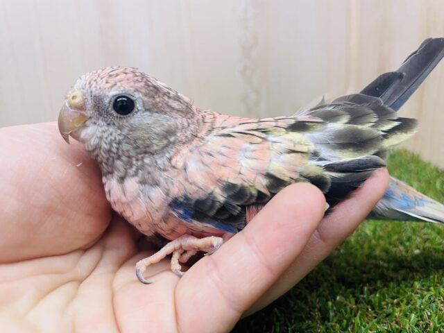 アキクサインコ（秋草インコ）