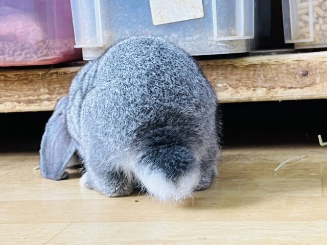 ロップイヤーラビット