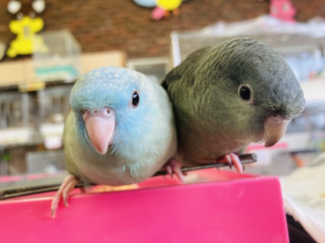 サザナミインコ