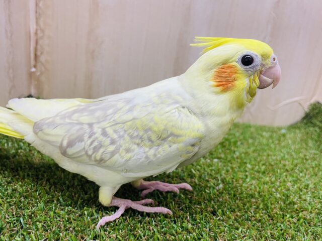 オカメインコ