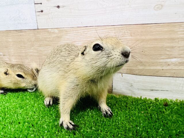 リチャードソンジリス