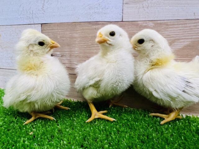 残り1羽❤すくすく成長中‼︎カツラチャボのヒヨコ〜♡ 桂チャボ(カツラチャボ)