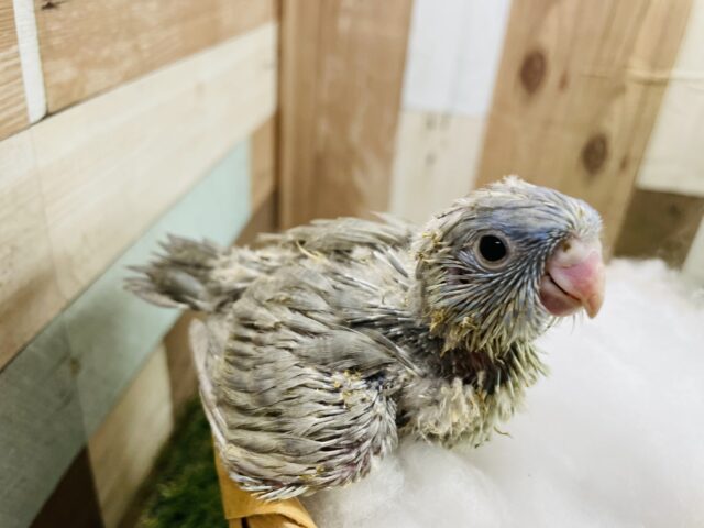 サザナミインコ