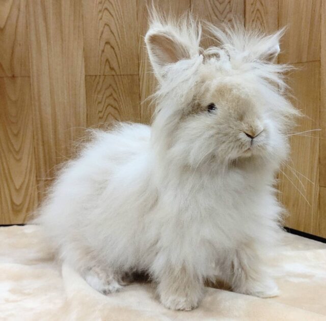 アンゴララビット