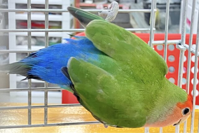 コザクラインコ（小桜インコ）