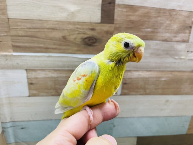 ビセイインコ（美声インコ）