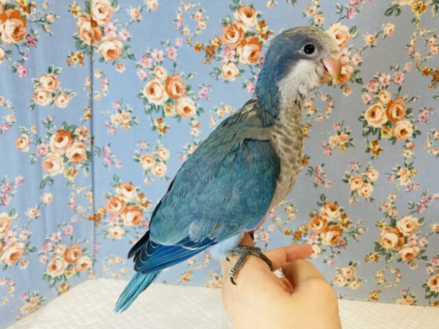 オキナインコ