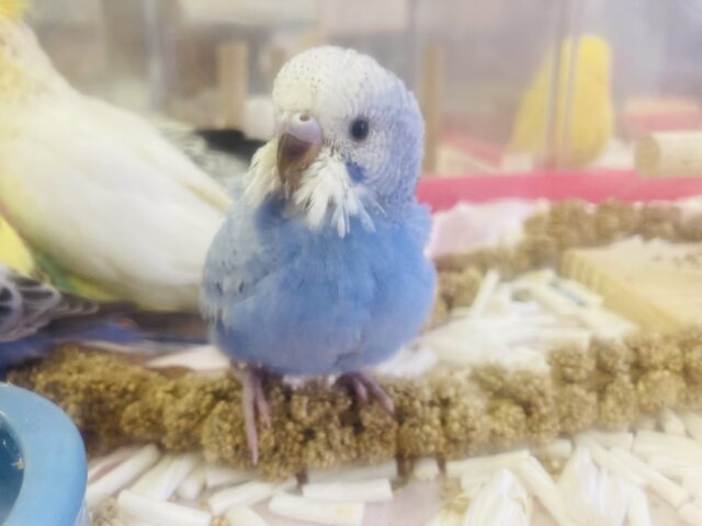 セキセイインコ