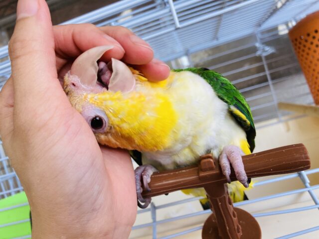シロハラインコ