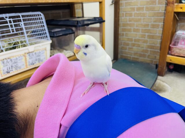 セキセイインコ