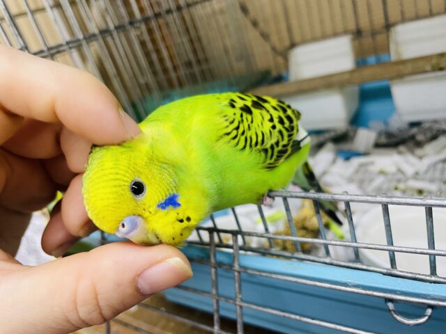 セキセイインコ