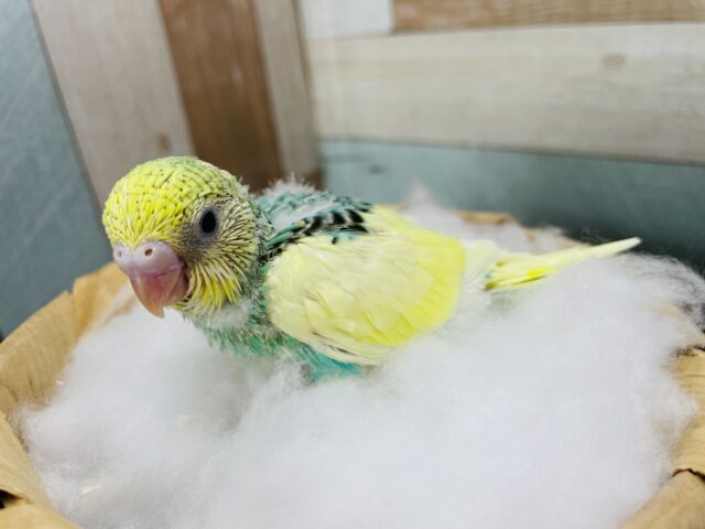 セキセイインコ