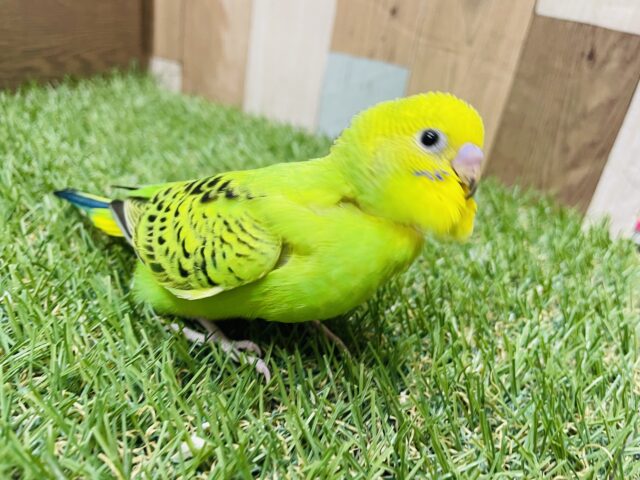 セキセイインコ