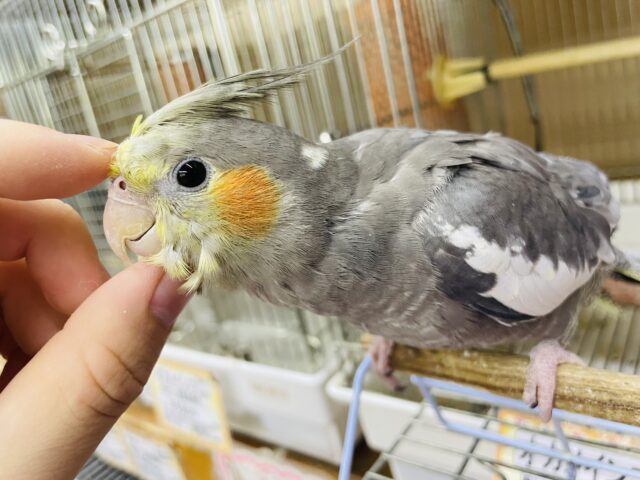 オカメインコ