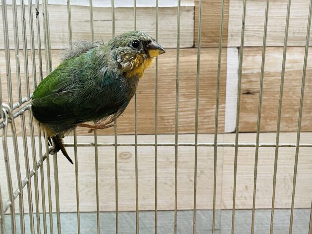 ヒノマルチョウ（日の丸鳥）