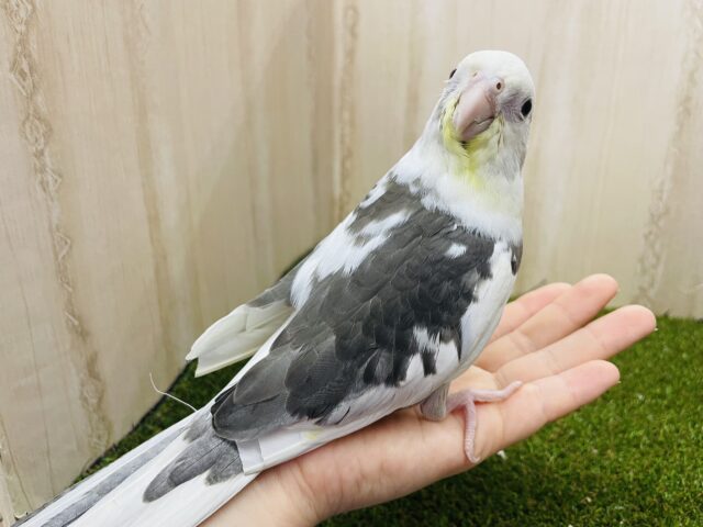 オカメインコ
