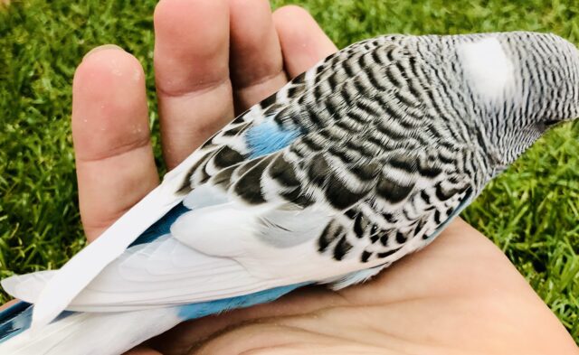 ジャンボセキセイインコ