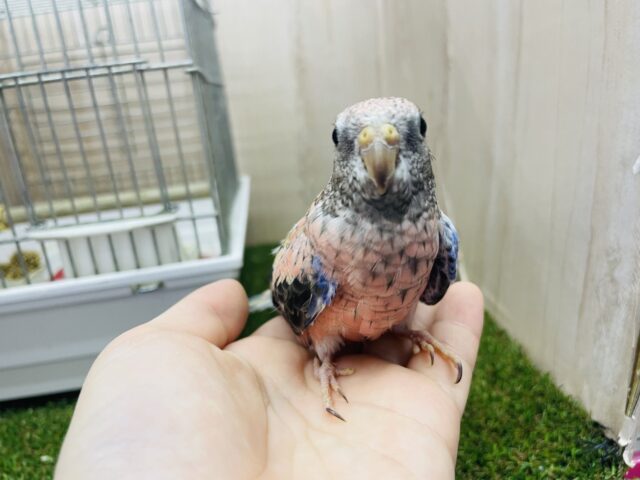 アキクサインコ（秋草インコ）