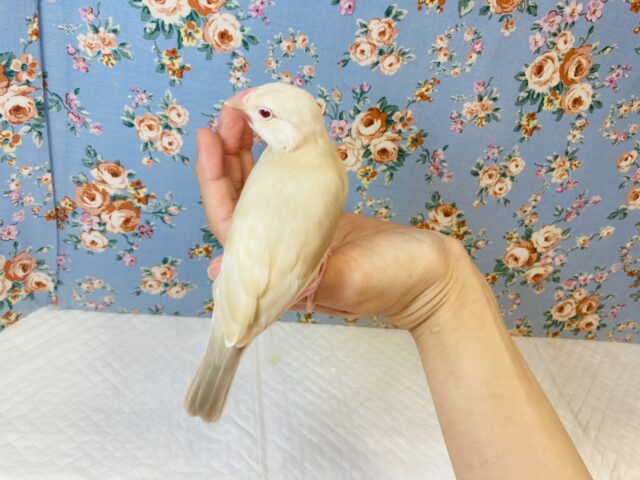 シナモン文鳥