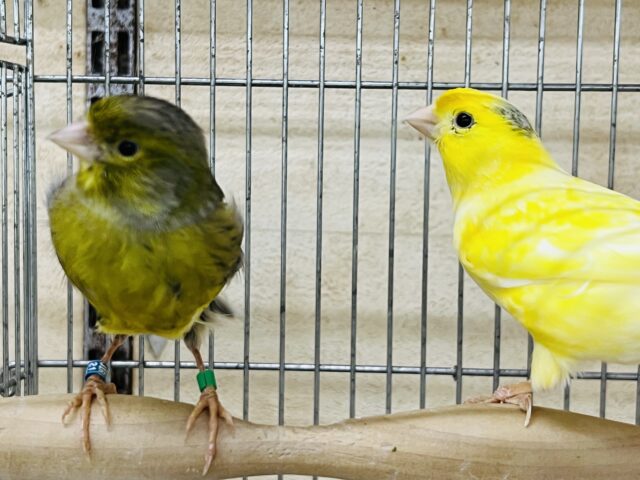 ローラーカナリア