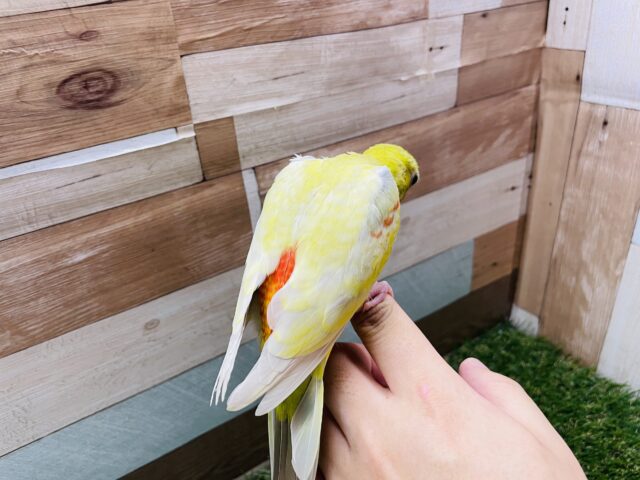 ビセイインコ（美声インコ）