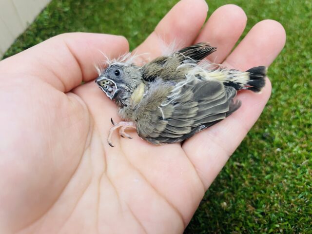 錦花鳥（キンカチョウ）