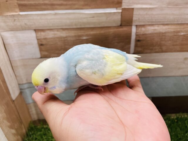 セキセイインコ
