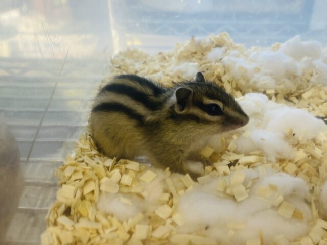 シマリス（ノーマル）