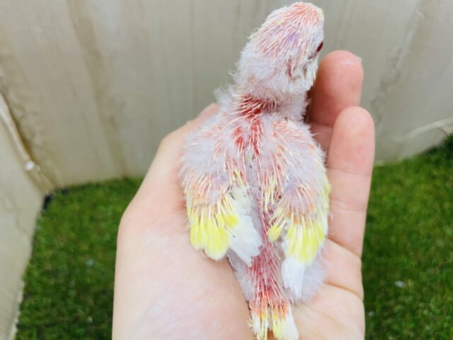 アキクサインコ（秋草インコ）