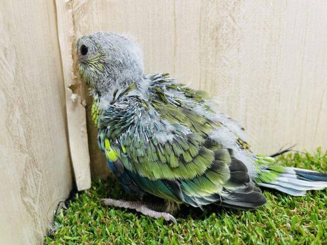 ビセイインコ（美声インコ）