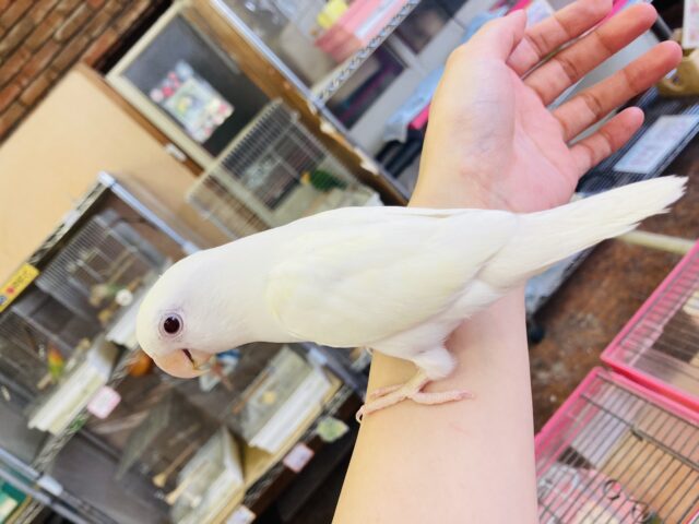 コザクラインコ（小桜インコ）
