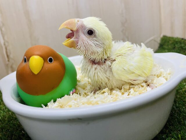 コザクラインコ（小桜インコ）