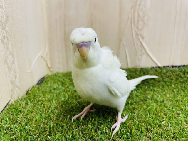 羽衣セキセイインコ