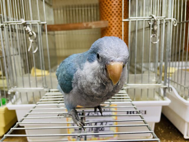 オキナインコ
