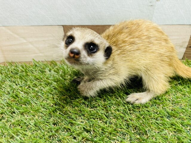 ミーアキャット