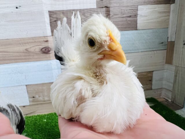 桂チャボ（カツラチャボ）