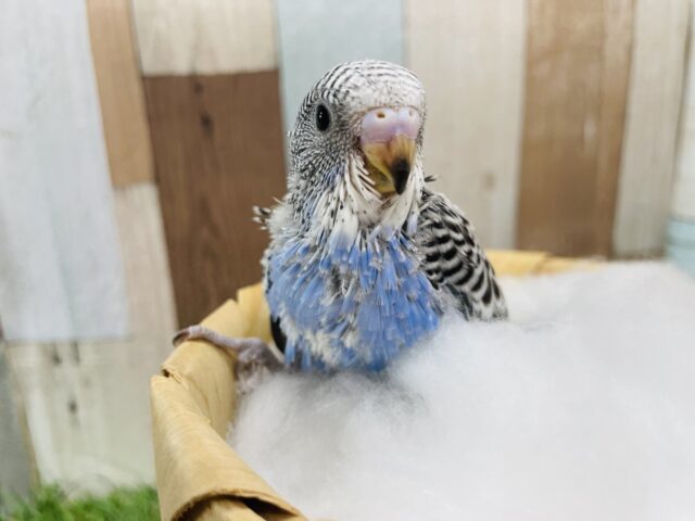 セキセイインコ