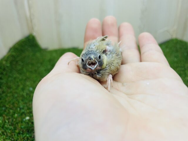錦花鳥（キンカチョウ）